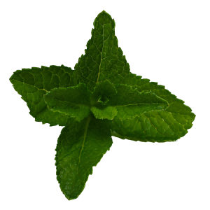 mint flavored vapes